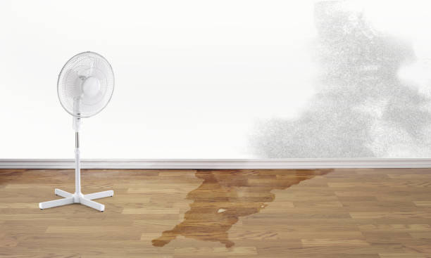 Best Professional water damage repair  in Pottsville, AR
